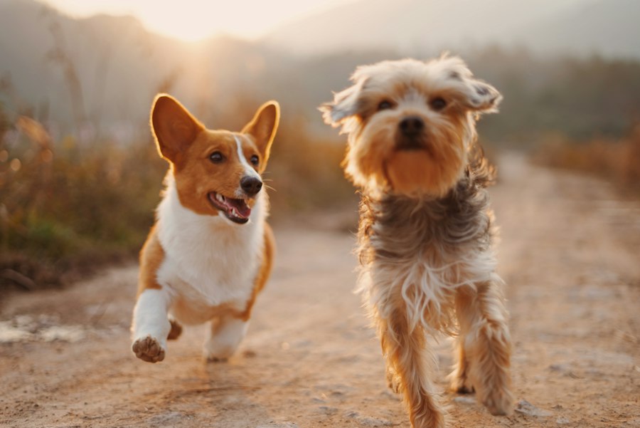Chien au top de sa forme